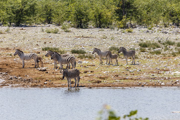 Fototapeta na wymiar Steppenzebra, plains zebra (Burchells zebra), Equus quagga