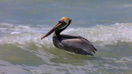 Pelican, male, swimming on a wave, Sanibel Island, Florida, USA
