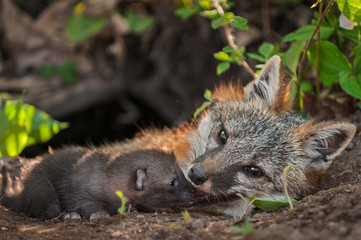 Naklejka na ściany i meble Grey Fox (Urocyon cinereoargenteus) Vixen With Kit at Mouth