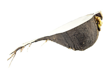 Black radish cut in half inside longitudinal section isolated on white background