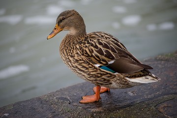 Canard colvert femelle