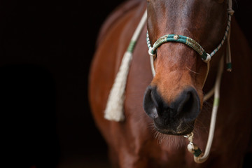 Pferd mit Indianerhalfter