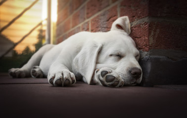 young cute labrador retriever dog puppy lies in the sun sleeping on a balcony