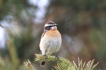 whinchat (Saxicola rubetra) Sweden 
