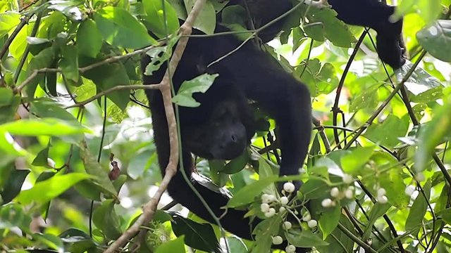 A mantled howler monkey, Alouatta palliata, eating small fruits on a tree in the jungle, Costa Rica, Central America

