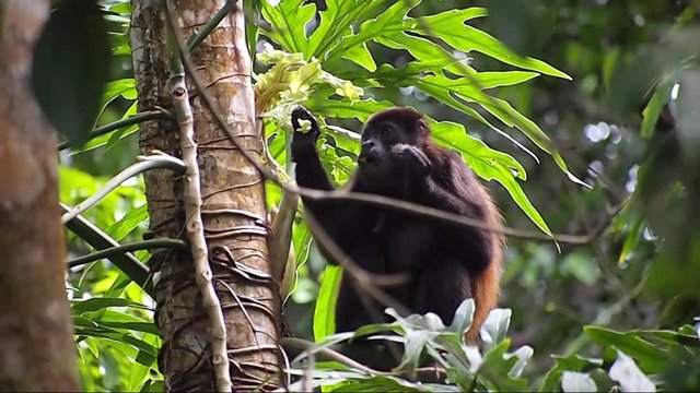 Mantled howler monkey, Alouatta palliata, eating  leaf, Cahuita national park, Costa Rica, Central America
