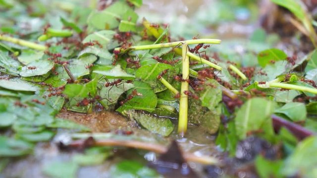 Leafcutter ants carrying cut leaves in the jungle of Costa Rica, Central America, 50fps
