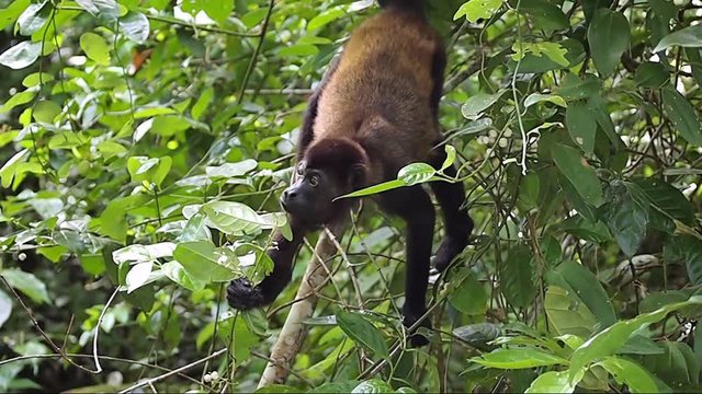 Mantled howler monkey, Alouatta palliata, eating small fruits, Cahuita national park, Costa Rica, Central America

