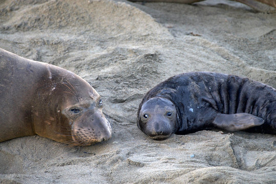 Elephant seal laying on a beach in California, mother and baby laying face to face looking towards viewer.