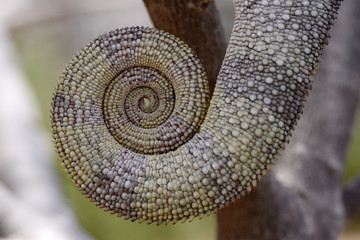 Pantherchamäleon (Furcifer pardalis) - Panther chameleon / Nationalpark Montagne des Français / Madagaskar  © bennytrapp