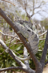 Pantherchamäleon (Furcifer pardalis) - Panther chameleon / Nationalpark Montagne des Français / Madagaskar  © bennytrapp