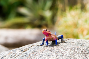 Naklejka premium Male Mwanza flat-headed rock agama (Agama mwanzae) or the Spider-Man agama in the family Agamidae, with bright red or violet head, neck, and shoulders and dark blue body in Serengeti, Tanzania
