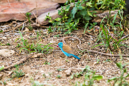 The blue-capped cordon-bleu or blue-capped cordonbleu (Uraeginthus cyanocephalus) in Serengeti ecosystem, Tanzania