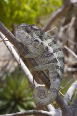Pantherchamäleon (Furcifer pardalis) - Panther chameleon / Nationalpark Montagne des Français / Madagaskar  © bennytrapp