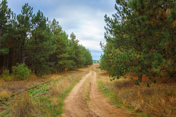 Fototapeta na wymiar dirt road in autumn forest
