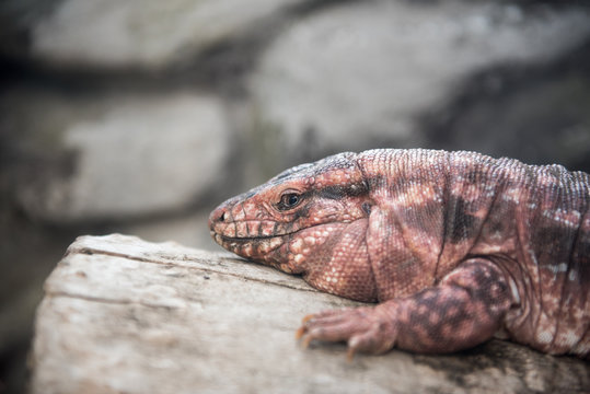 Red tegu lizard resting on a tree trunk