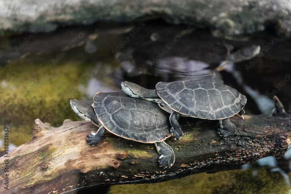 Wall mural the west african mud turtle (pelusios castaneus), african side-necked turtles