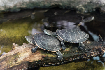 The West African mud turtle (Pelusios castaneus), African side-necked turtles
