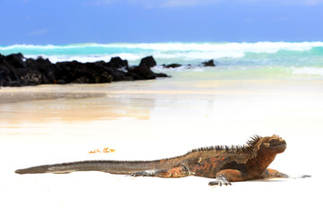 Iguane marin des Galapagos