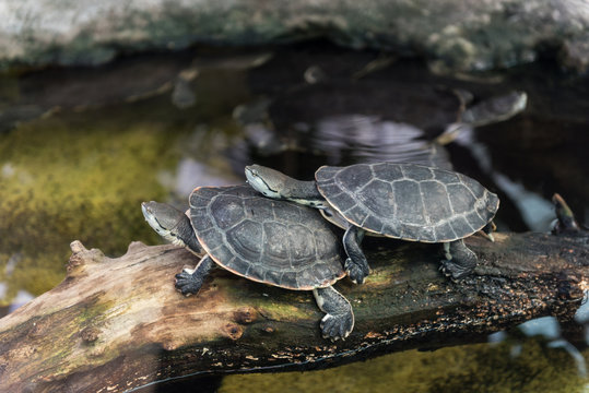 The West African mud turtle (Pelusios castaneus), African side-necked turtles