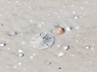 Sand dollar on sand under water, Sanibel Island, Florida, USA