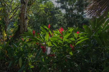 Hiking trail in Belize with red ginger flowers