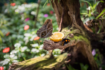 Butterflies eating orange