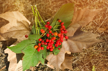 berries of a viburnum with an autumn leaf