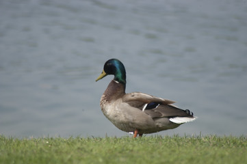 canard