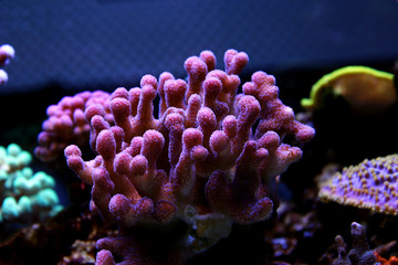 Naklejka premium Large stony coral - Stylophora sp.