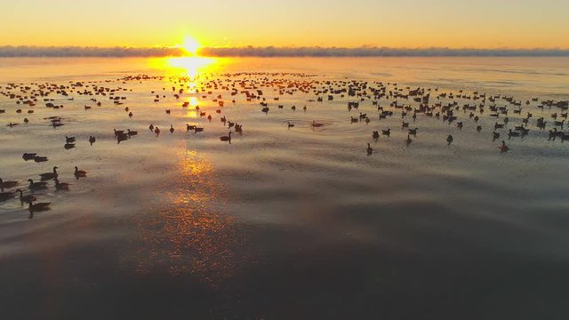 Hundreds of Canadian Geese swim in the icy waters of Lake Michigan as the sunrise rises above the fog, moving aerial view.