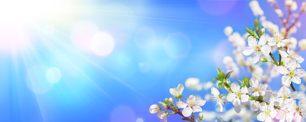 Fototapeta na wymiar Spring Blooming - Sunlight On Almond Blooms 