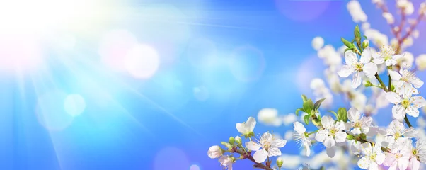 Photo sur Plexiglas Printemps Floraison printanière - La lumière du soleil sur les fleurs d& 39 amandier