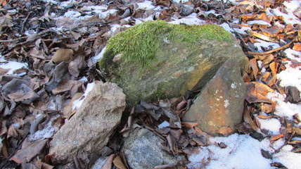 Moss on Stone