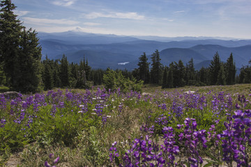 Mount Hood flowers