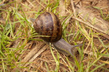This image is a closeup of a snail on the grass