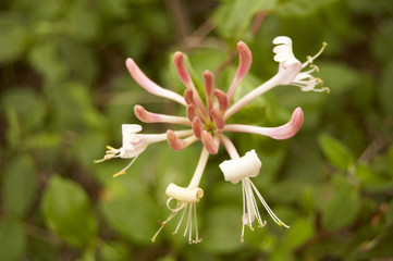 Fototapeta premium A flower close-up