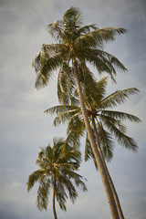 Fototapeta na wymiar Palm Tree, Railay Beach, Thailand