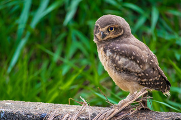 Wild owl with green grass background