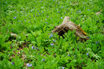 Snag lying in the field of blooming common bluebell plants