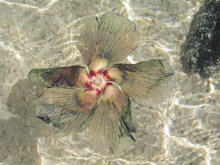 Bora Bora, isla de Polinesia Francesa (Oceania)