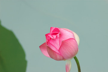 lotus bud in front of green leaf in summer