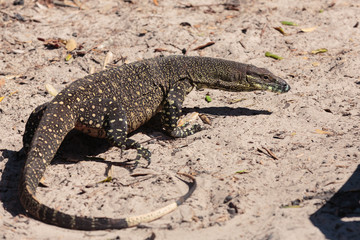 Goanna around the beach in Bribie Island, Brisbane, QLD, Australia
