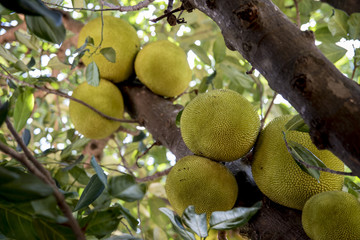 Fruta da Jaca ainda na árvore