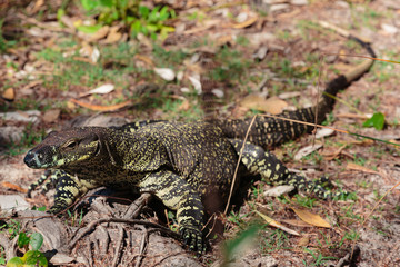 Goanna around the beach in Bribie Island, Brisbane, QLD, Australia
