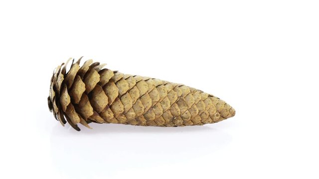 Time-lapse of opening pine cone 7x3 in 4K format on white background
