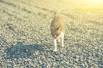 domestic cat walk