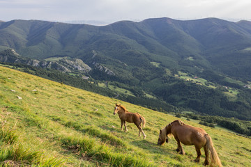 Fototapeta na wymiar Horses in the Aloña mountain