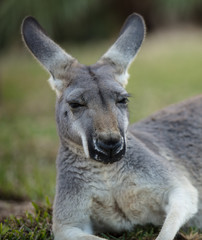 Naklejka na ściany i meble female red kangaroo close up
