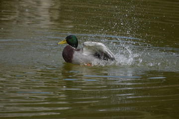 duck in Boboli Gardens - Firenze